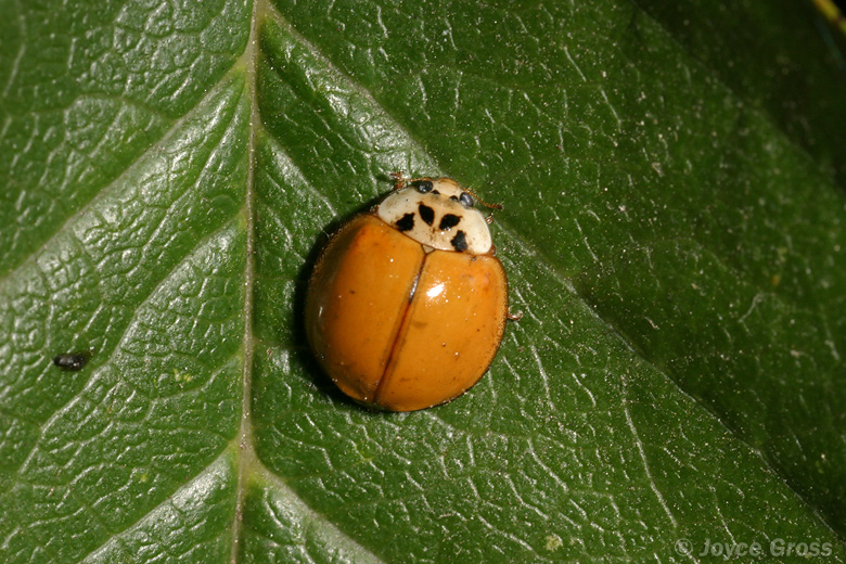 Harmonia axyridis