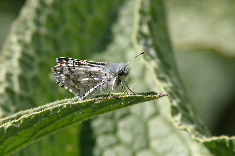 Pyrgus communis