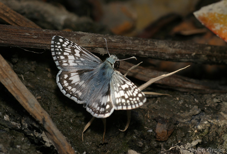Pyrgus communis
