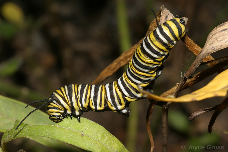 Danaus plexippus