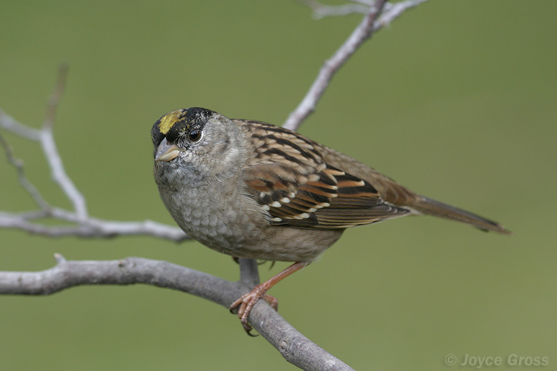Zonotrichia atricapilla