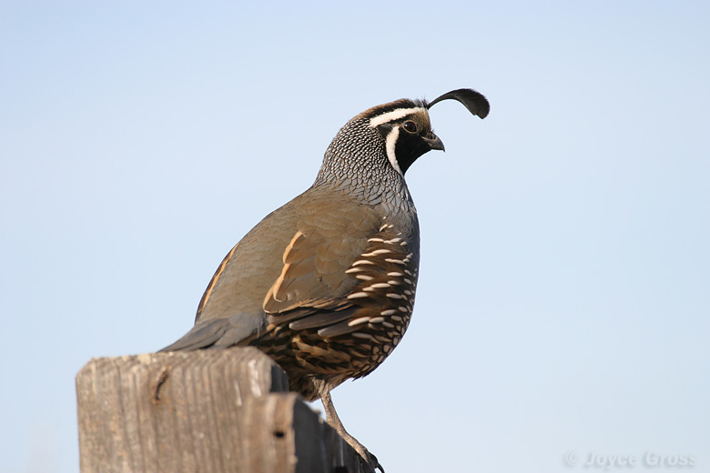 Callipepla californica