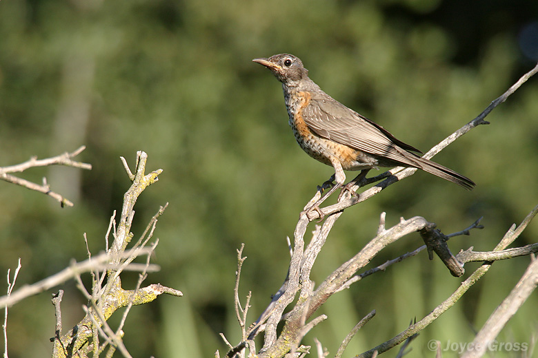 Turdus migratorius