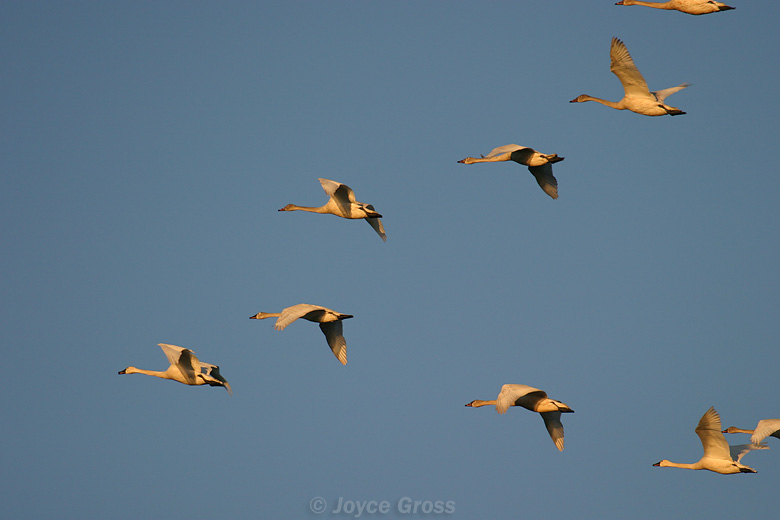 Cygnus columbianus