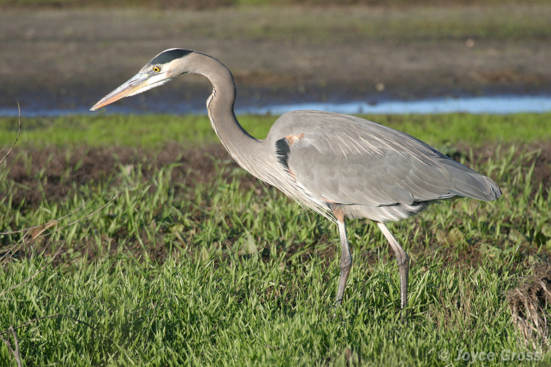 Ardea herodias