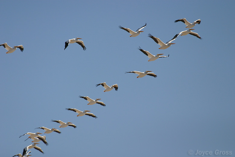 Pelecanus erythrorhynchos