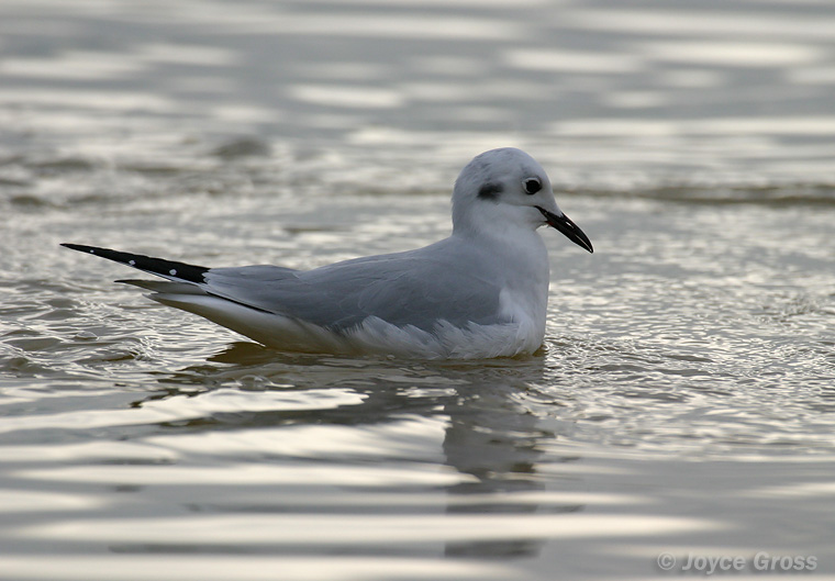 Chroicocephalus philadelphia