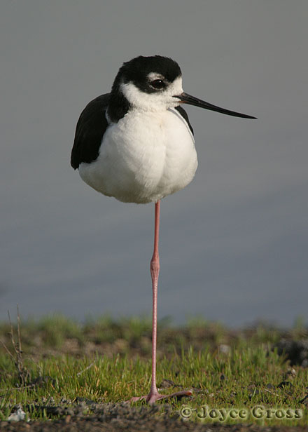 Himantopus mexicanus