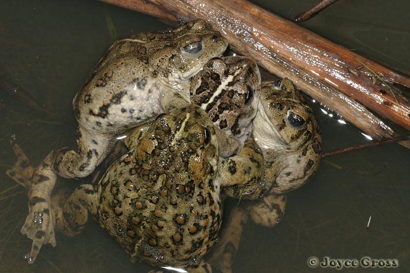 Anaxyrus boreas