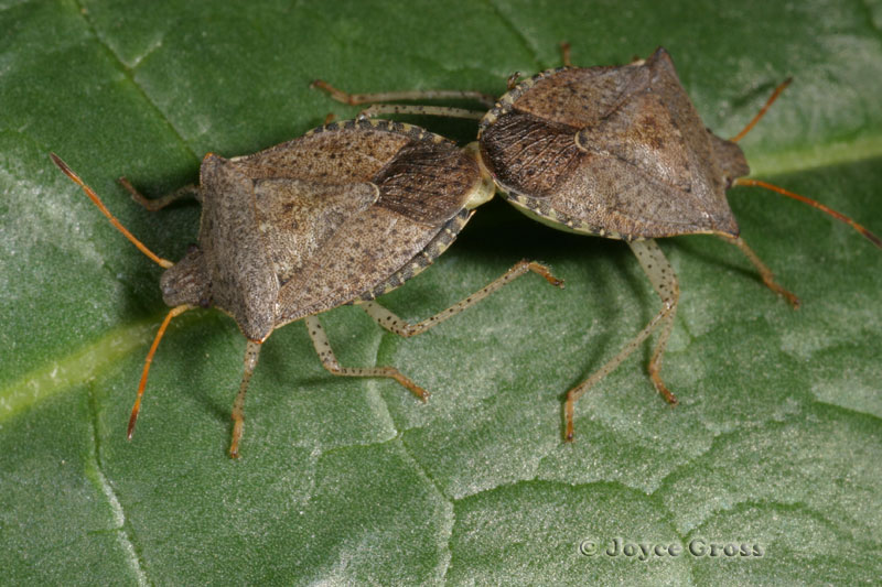 Euschistus conspersus