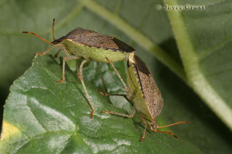 Euschistus conspersus