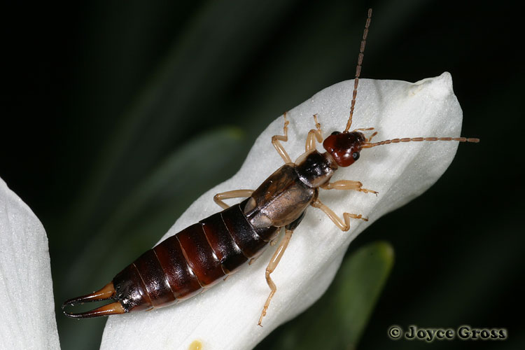 Forficula auricularia