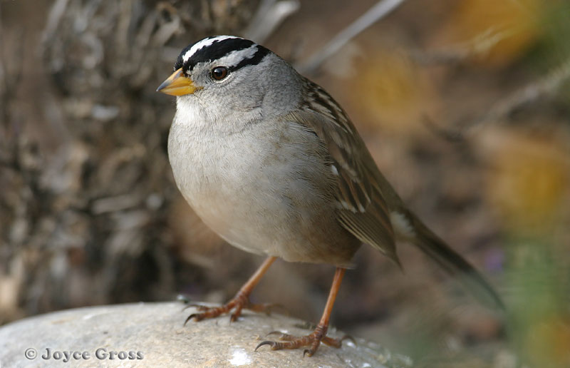 Zonotrichia leucophrys