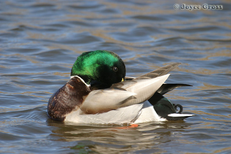 Anas platyrhynchos