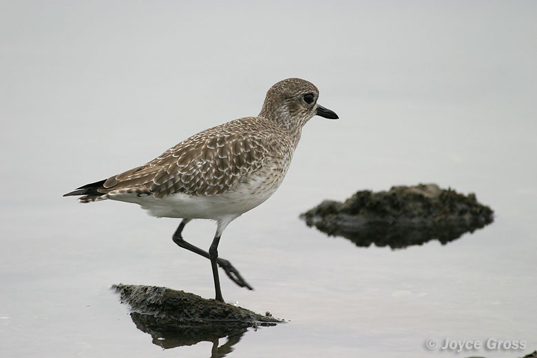 Pluvialis squatarola