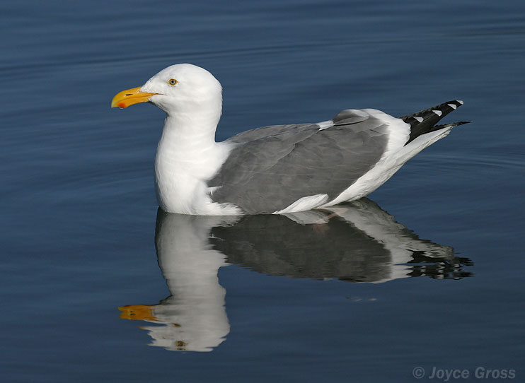Larus occidentalis