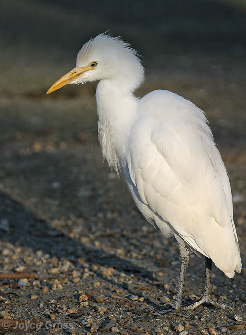 Bubulcus ibis