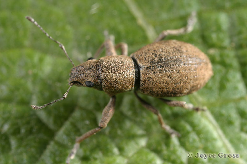 Pantomorus cervinus