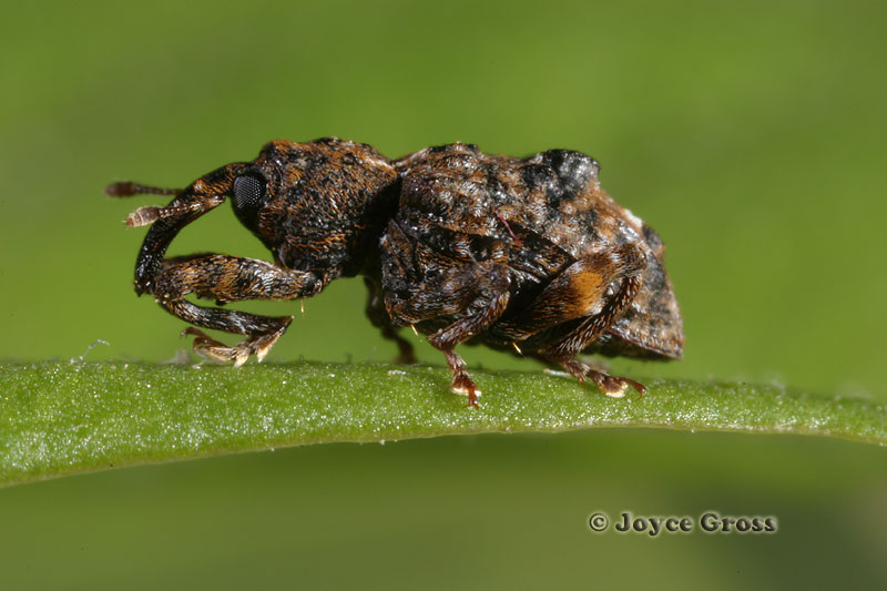 Conotrachelus nenuphar