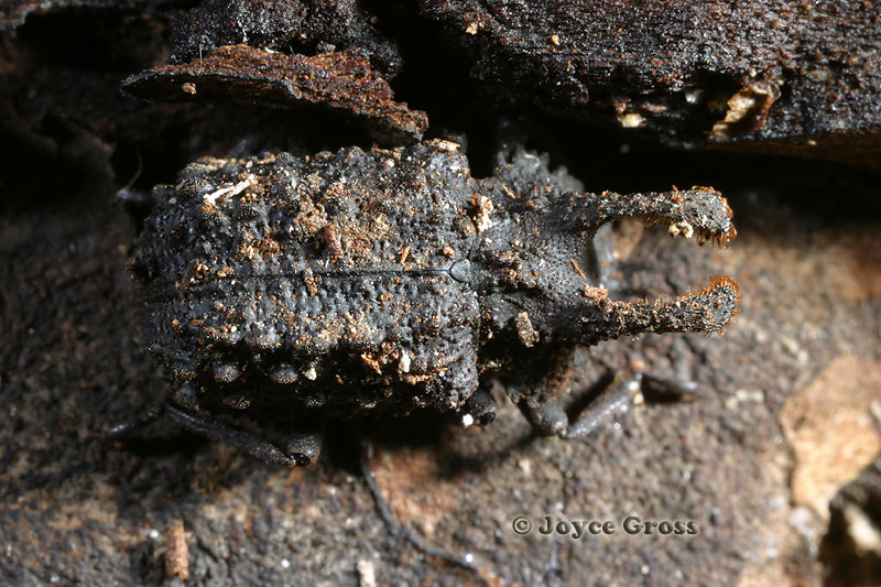 Bolitotherus cornutus