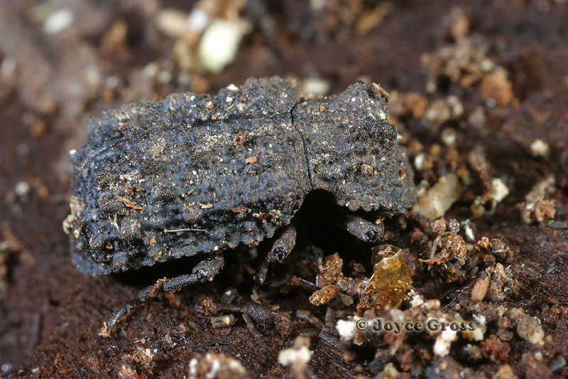 Bolitotherus cornutus