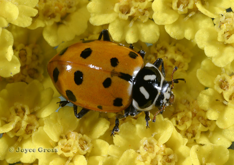 Hippodamia convergens