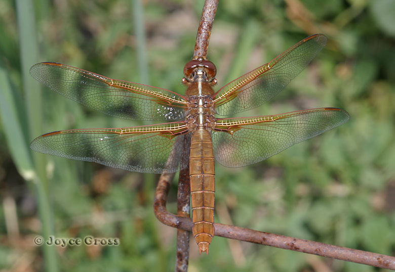 Libellula saturata