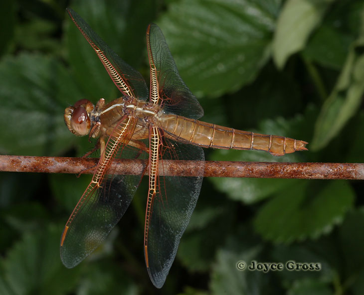 Libellula saturata