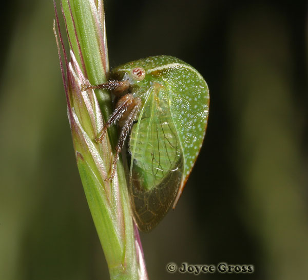 Spissistilus sp.