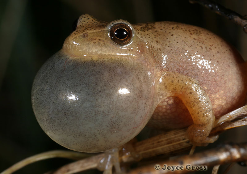 Pseudacris crucifer