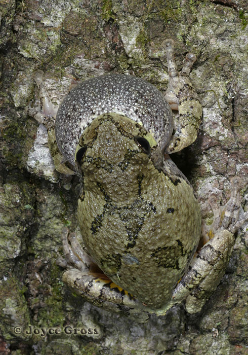 Hyla versicolor