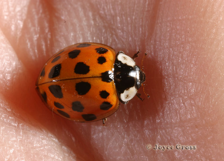 Harmonia axyridis