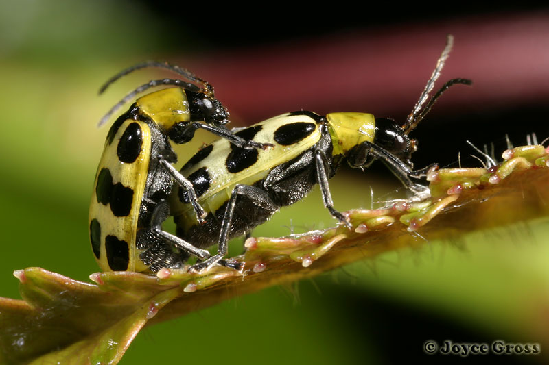 Diabrotica undecimpunctata