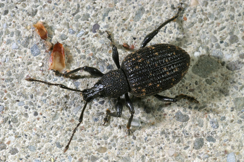 Otiorhynchus sulcatus
