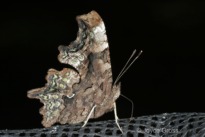 Polygonia faunus