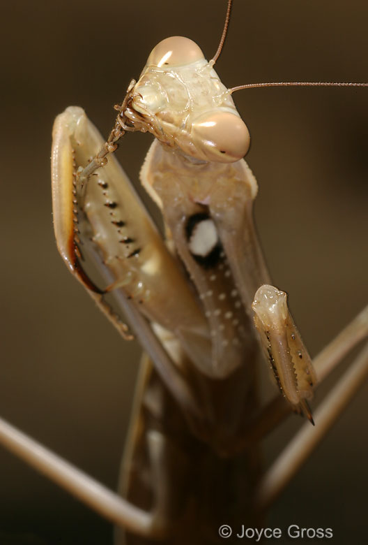 Mantis religiosa