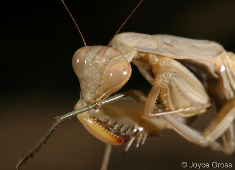 Mantis religiosa