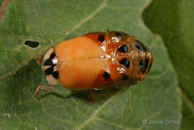 Harmonia axyridis
