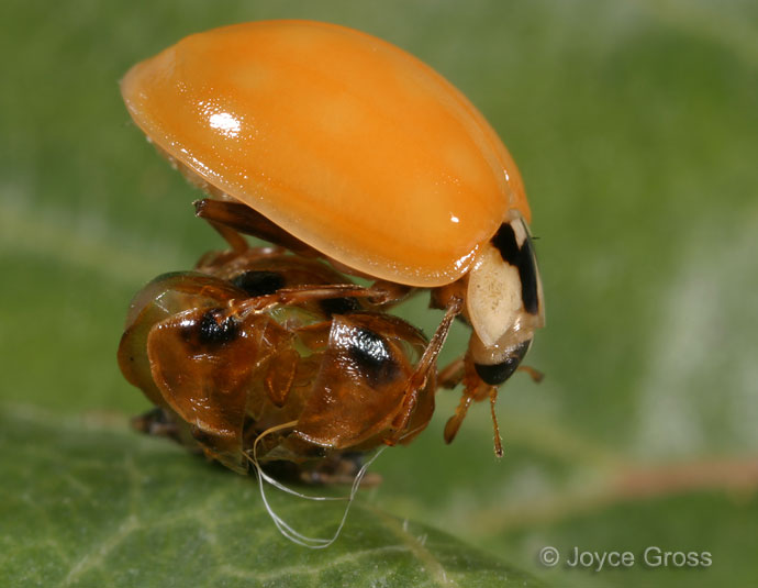 Harmonia axyridis