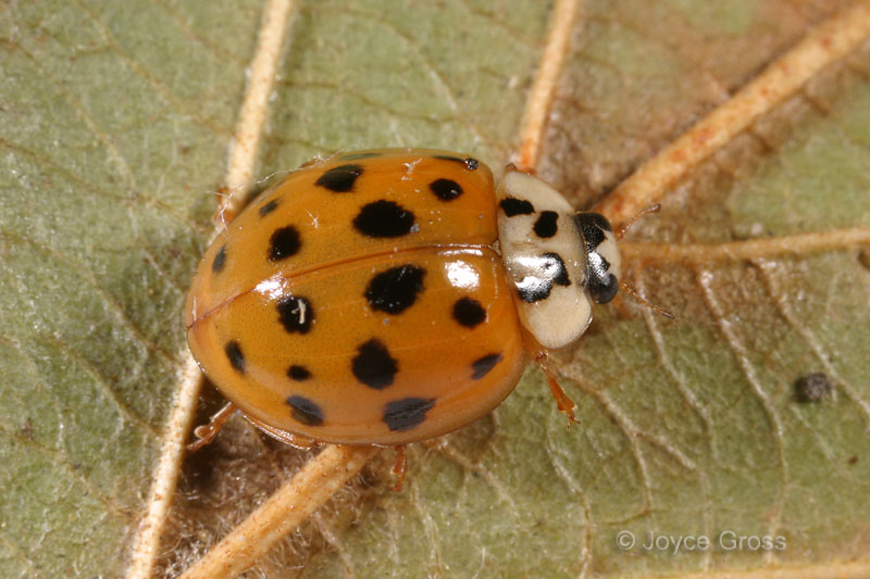 Harmonia axyridis