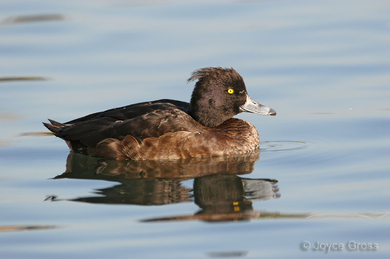 Aythya fuligula