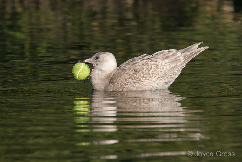 Larus glaucescens
