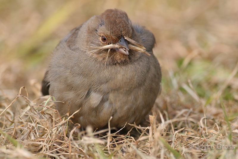 Melozone crissalis