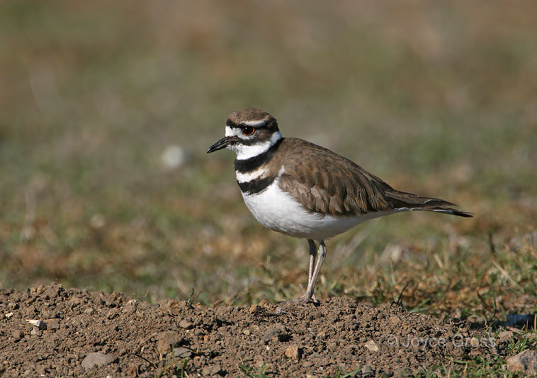Charadrius vociferus
