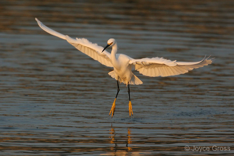 Egretta thula