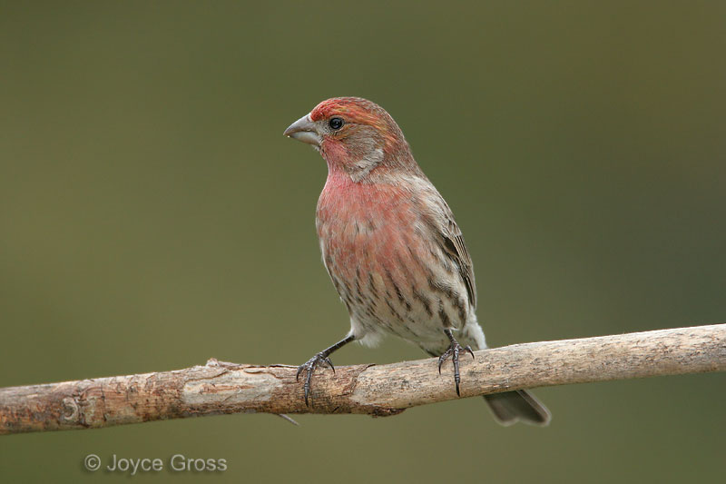 Haemorhous mexicanus
