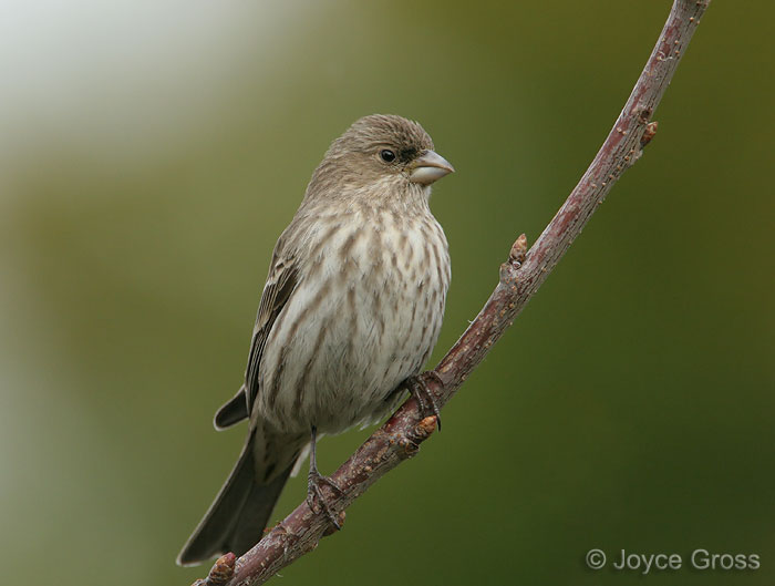 Haemorhous mexicanus