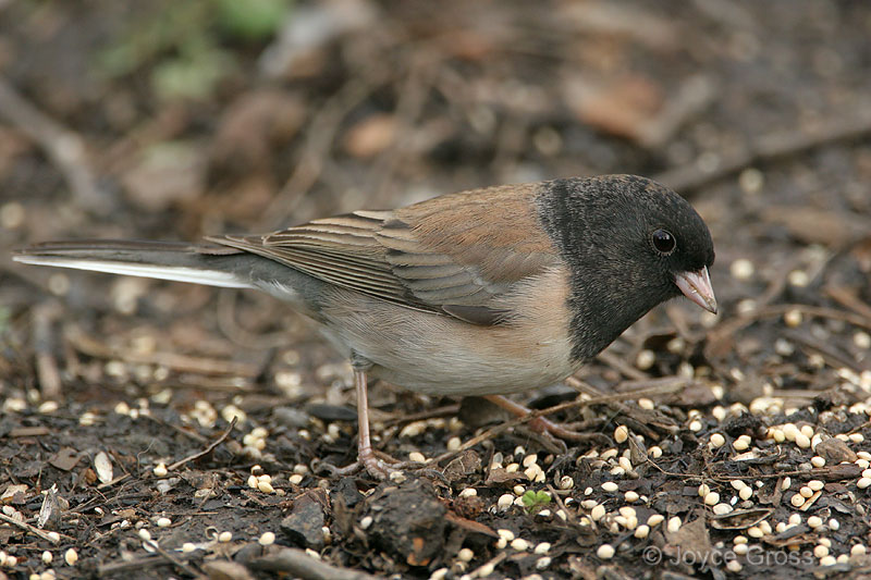 Junco hyemalis