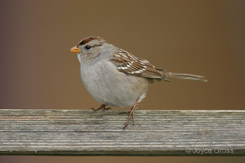 Zonotrichia leucophrys