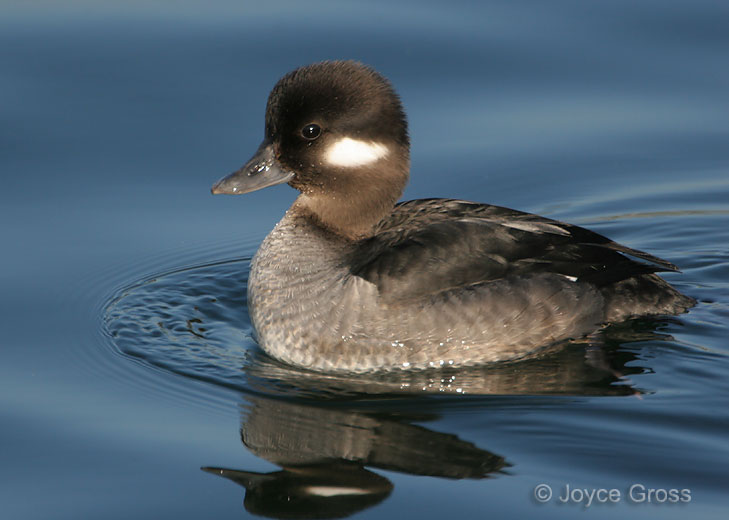 Bucephala albeola